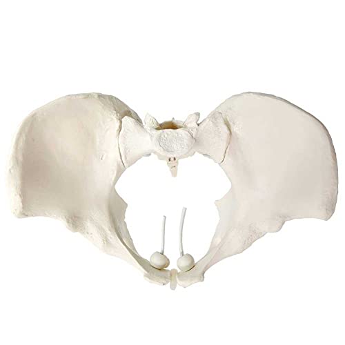 LALEO Modelo de pelvis femenina, modelo de cadera - modelo de anatomía femenina, modelo pélvico de hueso de cadera modelo anatómico femenino