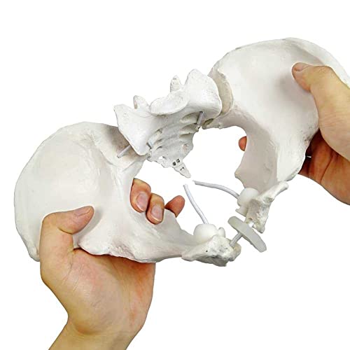 LALEO Modelo de pelvis femenina, modelo de cadera - modelo de anatomía femenina, modelo pélvico de hueso de cadera modelo anatómico femenino