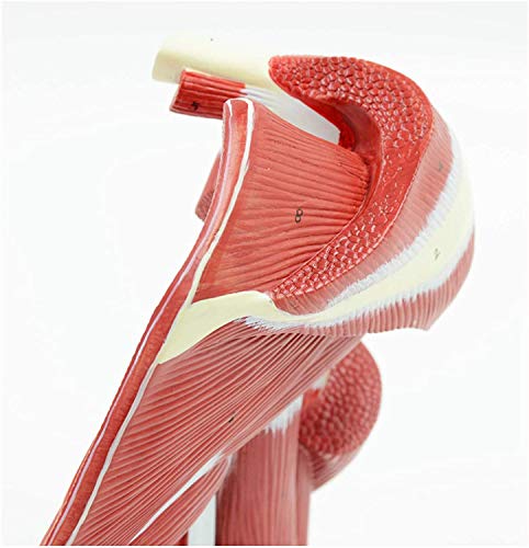 LBYLYH Modelo del músculo Humano - Hombro músculo Modelo Unidas - Muestra músculos del Hombro completar el Manguito de los rotadores, Las subescapular