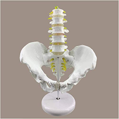 Modelo de anatomía, Columna lumbar con modelo de pelvis - Anatomía Espina lumbar de cinco secciones con modelo de pelvis - Modelo de la pelvis anatómica médica - para la exhibición del estudio del aul