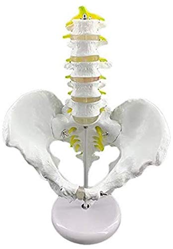 Modelo de anatomía, Columna lumbar con modelo de pelvis - Anatomía Espina lumbar de cinco secciones con modelo de pelvis - Modelo de la pelvis anatómica médica - para la exhibición del estudio del aul