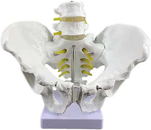 Modelo de anatomía, modelo de pelvis masculina de tamaño natural - Modelo de esqueleto de pelvis - Hueso de cadera masculino anatómico médico Modelo de pelvis Anatomía - Material de PVC Modelo de pelv