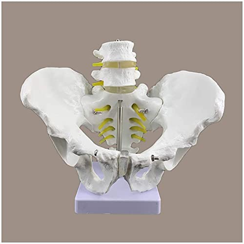 Modelo de anatomía, modelo de pelvis masculina de tamaño natural - Modelo de esqueleto de pelvis - Hueso de cadera masculino anatómico médico Modelo de pelvis Anatomía - Material de PVC Modelo de pelv