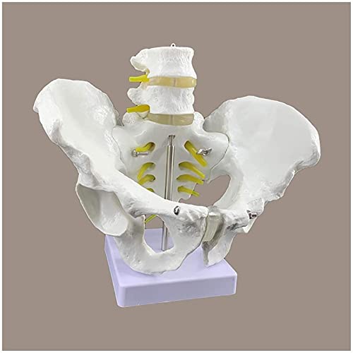 Modelo de anatomía, modelo de pelvis masculina de tamaño natural - Modelo de esqueleto de pelvis - Hueso de cadera masculino anatómico médico Modelo de pelvis Anatomía - Material de PVC Modelo de pelv