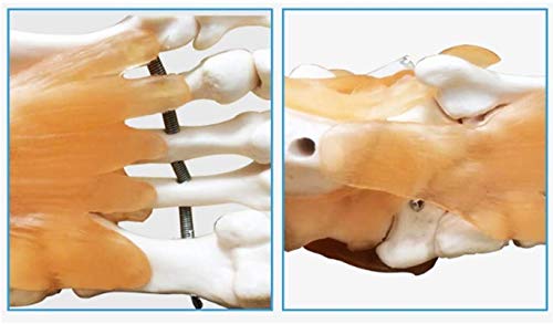 Modelo de anatomía, Modelo educativo Anatomía humana Modelo de esqueleto - Modelo de la articulación del hueso del pie y del tobillo con el ligamento del punta del tono de los huesos Estructural - Cap