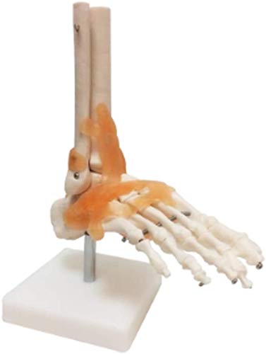 Modelo de anatomía, Modelo educativo Anatomía humana Modelo de esqueleto - Modelo de la articulación del hueso del pie y del tobillo con el ligamento del punta del tono de los huesos Estructural - Cap