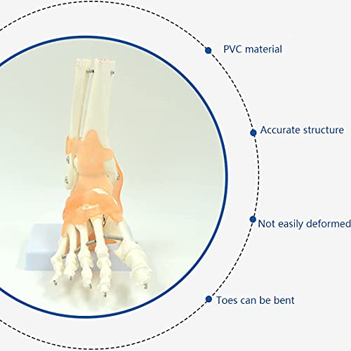 Modelo de esqueleto de pie humano con ligamentos, modelo de hueso de pie anatómico médico, modelo de articulación de hueso de tobillo de pie de tamaño natural, los dedos de los pies se pueden doblar