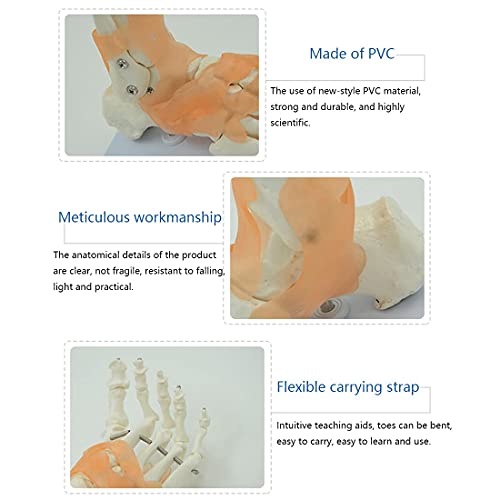 Modelo de esqueleto de pie humano con ligamentos, modelo de hueso de pie anatómico médico, modelo de articulación de hueso de tobillo de pie de tamaño natural, los dedos de los pies se pueden doblar