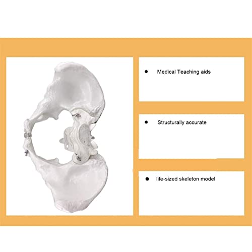 Modelo de estudio Modelo análico pélvico esquelético femenino, modelo de esqueleto pélvico de tamaño natural humano Modelo de articulación pélvica para ayudas médicas Enseñanza de ortopedia Clínica