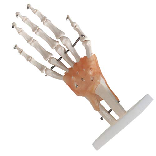 Modelo Mano Natural Mujer AGRANDO LIGAMENTO LIGAMENTO Mano Mano Mano Mano Mano ANATÓMICO 26 CM High, 11.5Cm De Ancho, 7,5 Cm De Espesor