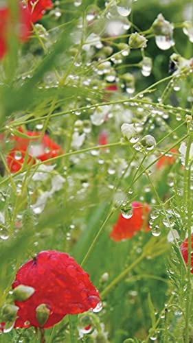 Puzzle De 1000 Piezas para Adultos Rompecabezas del Desafío De Los Niños Gotas De Agua sobre Flores Rojas Juego Formación De Equipos Regalos para Amigos