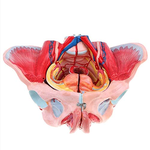 QIQIZHANG Modelo de anatomía, 10 modelos anatómicos de pelvis femenina - Pelvis y ligamento Nervio Vascular Piso Pélvico Desmontable Digital Signo - Enseñanza Médica para Demostración Médica