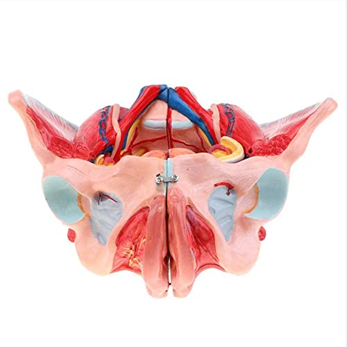 QIQIZHANG Modelo de anatomía, 10 modelos anatómicos de pelvis femenina - Pelvis y ligamento Nervio Vascular Piso Pélvico Desmontable Digital Signo - Enseñanza Médica para Demostración Médica