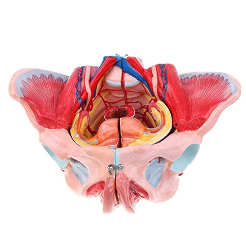 QIQIZHANG Modelo de anatomía, 10 modelos anatómicos de pelvis femenina - Pelvis y ligamento Nervio Vascular Piso Pélvico Desmontable Digital Signo - Enseñanza Médica para Demostración Médica