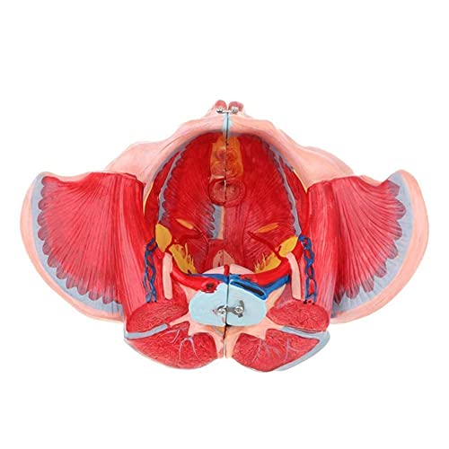 QIQIZHANG Modelo de anatomía, 10 modelos anatómicos de pelvis femenina - Pelvis y ligamento Nervio Vascular Piso Pélvico Desmontable Digital Signo - Enseñanza Médica para Demostración Médica