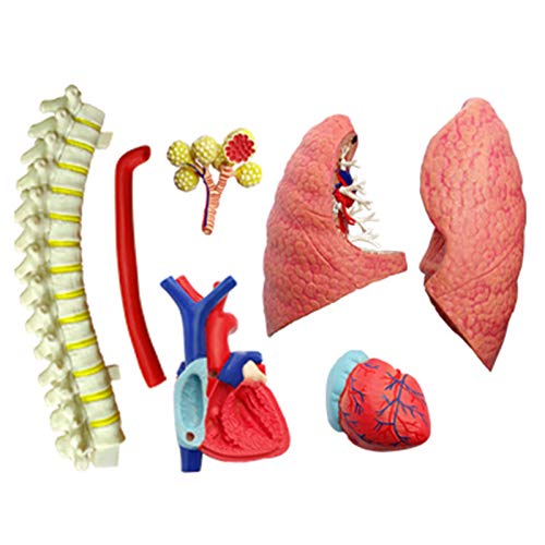 SMBYQ Modelo de Sistema respiratorio de anatomía Humana - Ayuda de enseñanza de Modelos pulmonares, Conjunto de demostración Multi-sensorial en el Aula