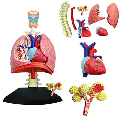 SMBYQ Modelo de Sistema respiratorio de anatomía Humana - Ayuda de enseñanza de Modelos pulmonares, Conjunto de demostración Multi-sensorial en el Aula