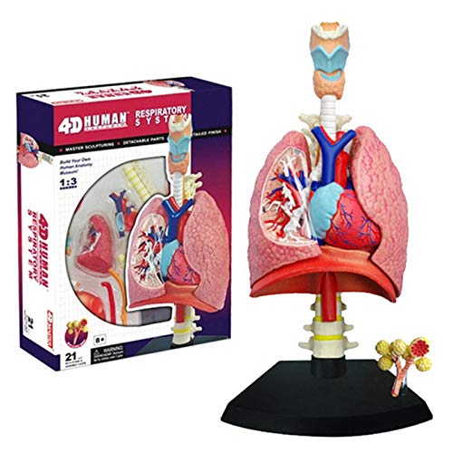 SMBYQ Modelo de Sistema respiratorio de anatomía Humana - Ayuda de enseñanza de Modelos pulmonares, Conjunto de demostración Multi-sensorial en el Aula