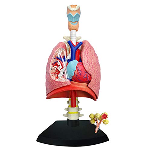 SMBYQ Modelo de Sistema respiratorio de anatomía Humana - Ayuda de enseñanza de Modelos pulmonares, Conjunto de demostración Multi-sensorial en el Aula