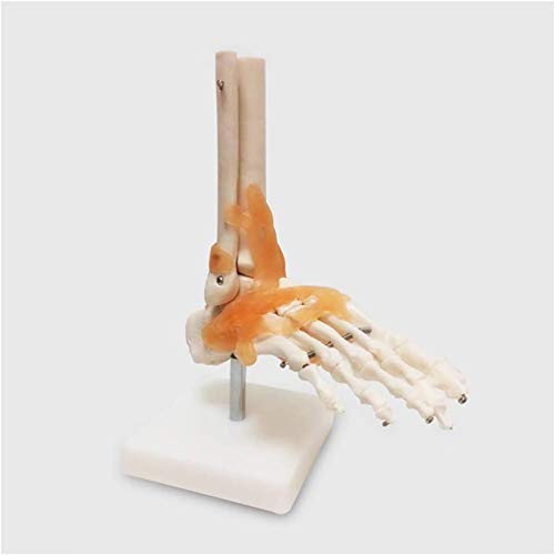 Tker 1: 1 Modelo de articulación ósea del Tobillo del pie del Esqueleto Humano con ligamento, para Ciencia, Aula, Estudio, exhibición, enseñanza, Medicina