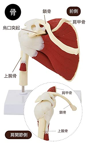 UIGJIOG Modelo de Cuerpo Humano 3D Músculos internos del Hombro Modelo de articulación del Hombro Modelo anatómico de Hueso Adulto (incluidos los músculos Principales, tendones y ligamentos)