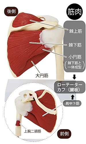 UIGJIOG Modelo de Cuerpo Humano 3D Músculos internos del Hombro Modelo de articulación del Hombro Modelo anatómico de Hueso Adulto (incluidos los músculos Principales, tendones y ligamentos)