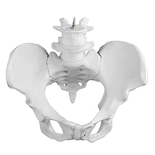 UIGJIOG Pelvis Hembra de tamaño Natural con Modelo de Pelvis Femenino de la vértebra 4 y Quinta, Huesos pélvicos Femeninos para un Estudio preciso