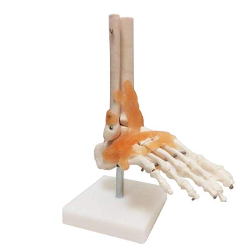 YANJ Modelo Educativo Modelo de Esqueleto de anatomía Humana Modelo de articulación ósea de pie y Tobillo con ligamento Peroné Hueso del Dedo del pie Estructural Formación educativa méd