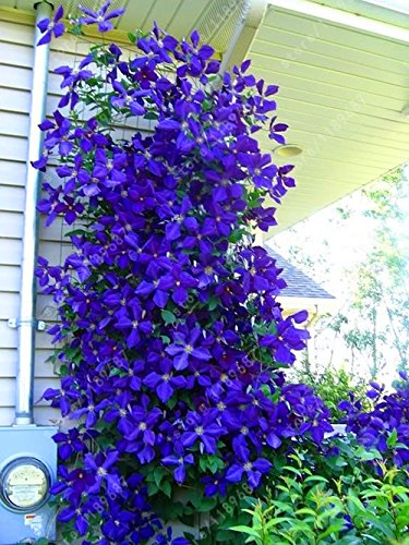 100 piezas / bolsa de semillas de Clematis flores clematis semillas de vid semillas de flores perennes plantas trepadoras Clematis bonsai maceta de plantas de jardín 3