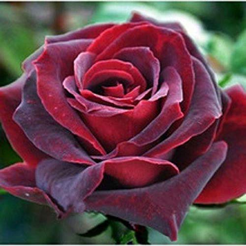 20+ semillas híbridas de Rose de té Negro Perla buen aroma del jardín de DIY Bush Bonsai Patio de flores