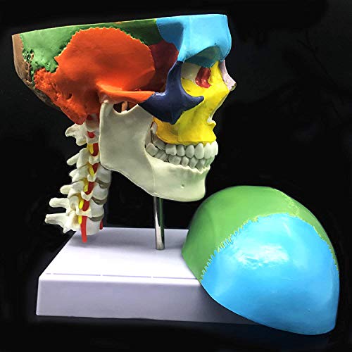 3 partes de tamaño natural cráneo humano con la vértebra cervical Modelo anatómico anatomía de visualización Ciencia estudio en el aula modelo de la enseñanza médica