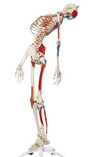 3B Scientific A13 Modelo Anatómico Humano - Modelo de Esqueleto Sam con Músculos y Ligamentos, Versión de Lujo, Montado Sobre Soporte Metálico de 5 Ruedas + Software de Anatomía - 3B Smart Anatomy