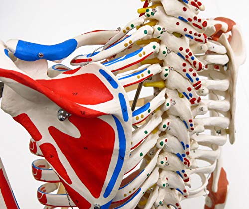 3B Scientific A13 Modelo Anatómico Humano - Modelo de Esqueleto Sam con Músculos y Ligamentos, Versión de Lujo, Montado Sobre Soporte Metálico de 5 Ruedas + Software de Anatomía - 3B Smart Anatomy