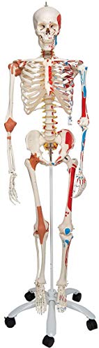 3B Scientific A13 Modelo Anatómico Humano - Modelo de Esqueleto Sam con Músculos y Ligamentos, Versión de Lujo, Montado Sobre Soporte Metálico de 5 Ruedas + Software de Anatomía - 3B Smart Anatomy