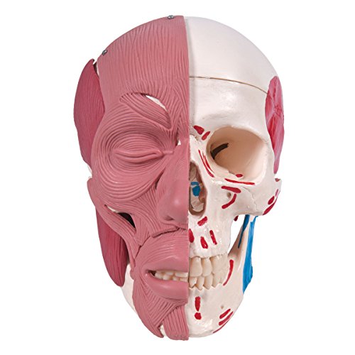 3B Scientific A300 Modelo Anatómico Humano - Modelo de Cráneo con Músculos Faciales con Conexiones Magnéticas - 3B Smart Anatomy, Clásico + Software de Anatomía