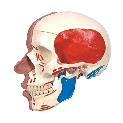 3B Scientific A300 Modelo Anatómico Humano - Modelo de Cráneo con Músculos Faciales con Conexiones Magnéticas - 3B Smart Anatomy, Clásico + Software de Anatomía