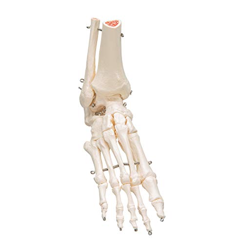 3B Scientific A31 Modelo Anatómico Humano - Esqueleto del Pie y Tobillo con Partes de Tibia y Fíbula + Software de Anatomía - 3B Smart Anatomy