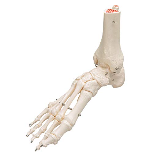 3B Scientific A31 Modelo Anatómico Humano - Esqueleto del Pie y Tobillo con Partes de Tibia y Fíbula + Software de Anatomía - 3B Smart Anatomy