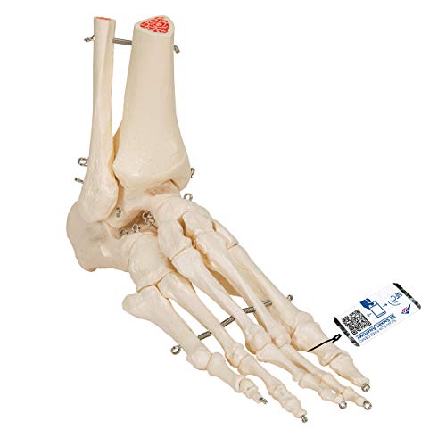 3B Scientific A31 Modelo Anatómico Humano - Esqueleto del Pie y Tobillo con Partes de Tibia y Fíbula + Software de Anatomía - 3B Smart Anatomy