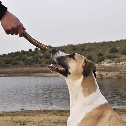 Asta de Ciervo para Cachorros y Perros. Mordedor ecológico Perros 100% Natural, Recogida a pie en los Montes de Toledo. Juguete Perro. Masticable de Larga duración (XS)