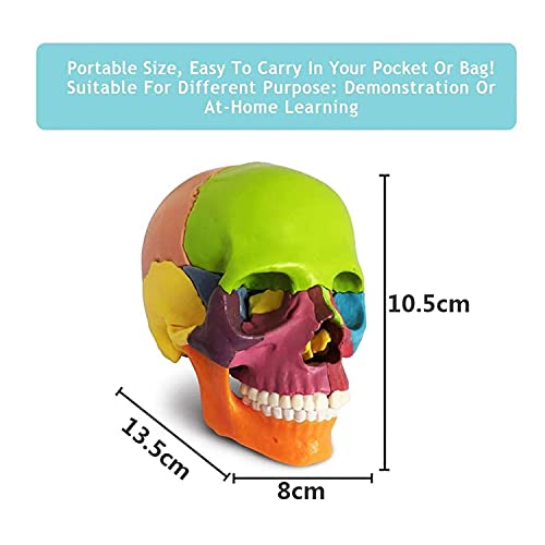 BILXXY Mini Modelo de cráneo Humano, 15 Piezas de Modelo de cráneo de anatomía en Color del tamaño de la Palma, cráneo en despiece, enseñanza médica