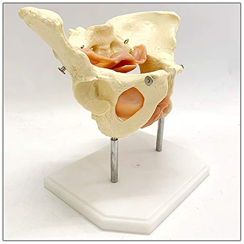 BZZBZZ Modelo anatómico de Pelvis Femenina - Pelvis Materna con Modelo de anatomía Muscular del Suelo pélvico - para formación de enseñanza de visualización de Estudios médicos