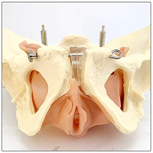 BZZBZZ Modelo anatómico de Pelvis Femenina - Pelvis Materna con Modelo de anatomía Muscular del Suelo pélvico - para formación de enseñanza de visualización de Estudios médicos