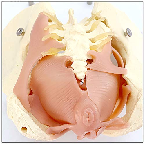 BZZBZZ Modelo anatómico de Pelvis Femenina - Pelvis Materna con Modelo de anatomía Muscular del Suelo pélvico - para formación de enseñanza de visualización de Estudios médicos