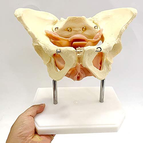 BZZBZZ Modelo anatómico de Pelvis Femenina - Pelvis Materna con Modelo de anatomía Muscular del Suelo pélvico - para formación de enseñanza de visualización de Estudios médicos