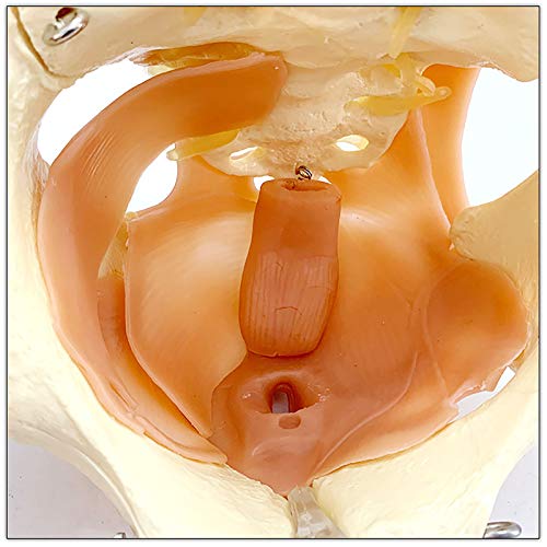 BZZBZZ Modelo anatómico de Pelvis Femenina - Pelvis Materna con Modelo de anatomía Muscular del Suelo pélvico - para formación de enseñanza de visualización de Estudios médicos