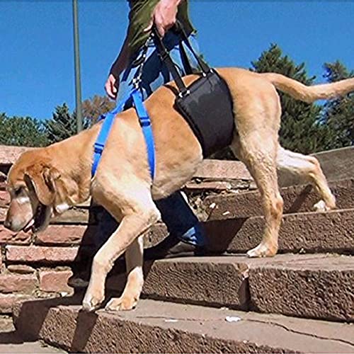 El Arnés del Perro, Las Patas Traseras De Los Perros Grandes Sostienen El Arnés del Perro Y El Perro Levanta El Arnés para Ayudar A Los Ancianos Y Levantar La Espalda De Los Heridos,Azul