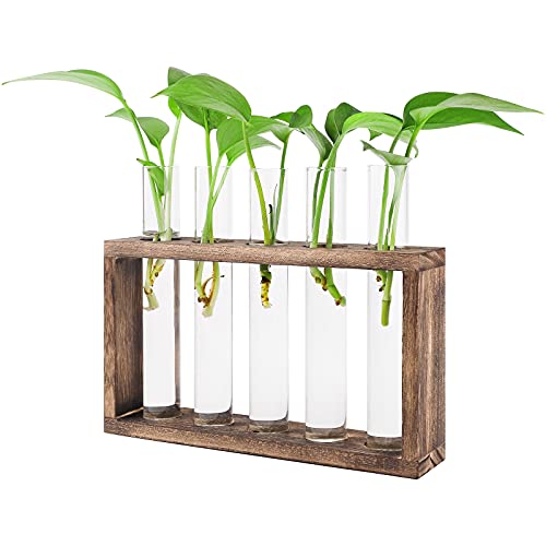 GLAITC Jarrón Hidropónico de Madera Soporte para Plantas hidropónicas Maceta De Vidrio para Colgar En La Pared estación de propagación Soporte para Plantas de Pared con 5 jarrones de Tubos de ensayo