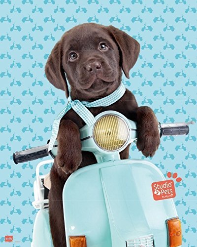 Grupo Erik Editores Mini Poster Studio Pets Dog Scooter