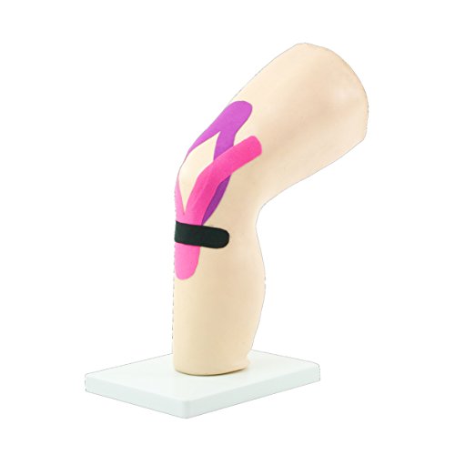 HeineScientific Modelo de rodilla humana para entrenamiento de taping